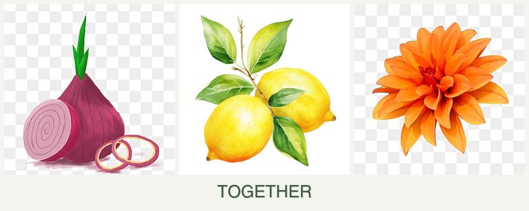 Can you plant onions, lemons and dahlias together?