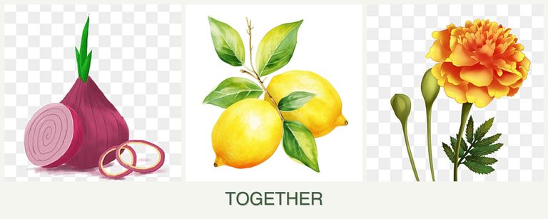 Can you plant onions, lemons and marigolds together?