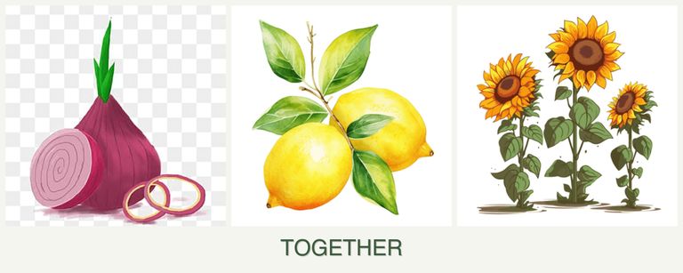Can you plant onions, lemons and sunflowers together?