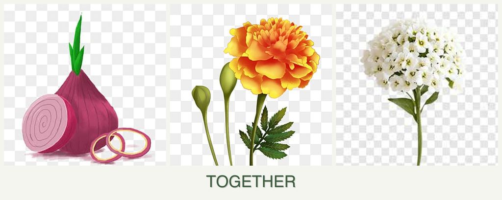Can you plant onions, marigolds and alyssum together?