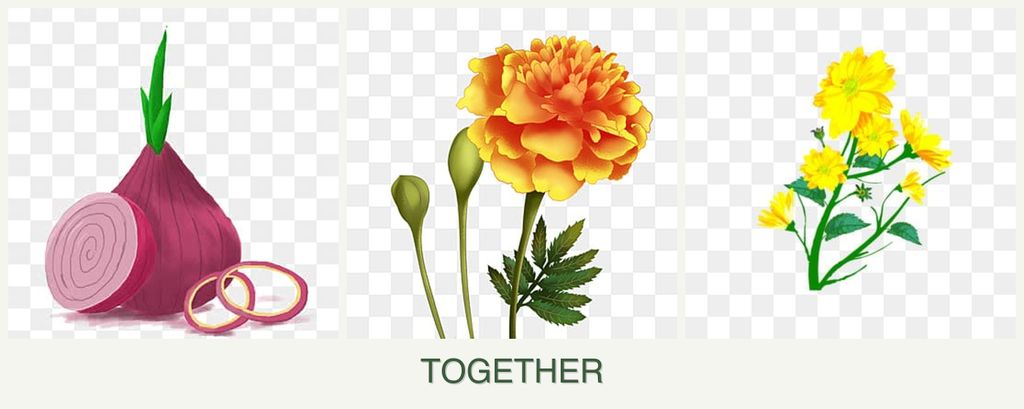 Can you plant onions, marigolds and calendula together?