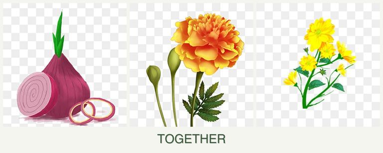 Can you plant onions, marigolds and calendula together?