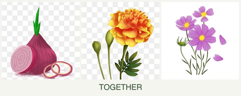 Can you plant onions, marigolds and cosmos together?
