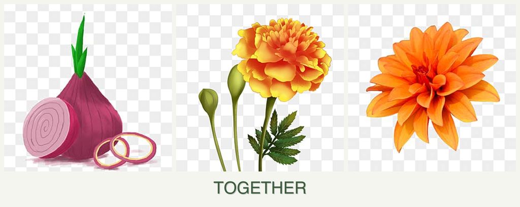 Can you plant onions, marigolds and dahlias together?