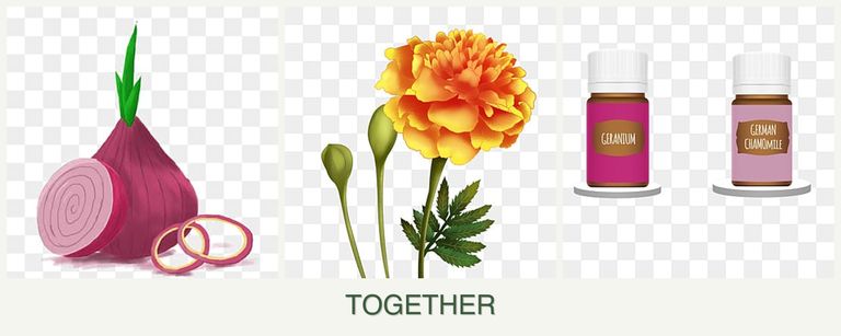 Can you plant onions, marigolds and geraniums together?