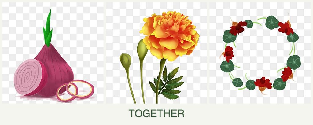 Can you plant onions, marigolds and nasturtiums together?