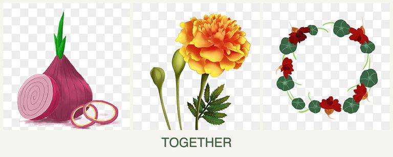 Can you plant onions, marigolds and nasturtiums together?