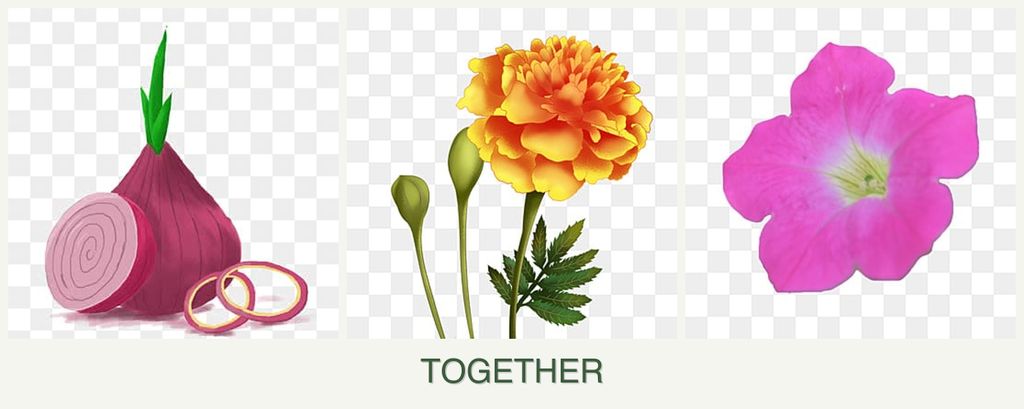 Can you plant onions, marigolds and petunias together?