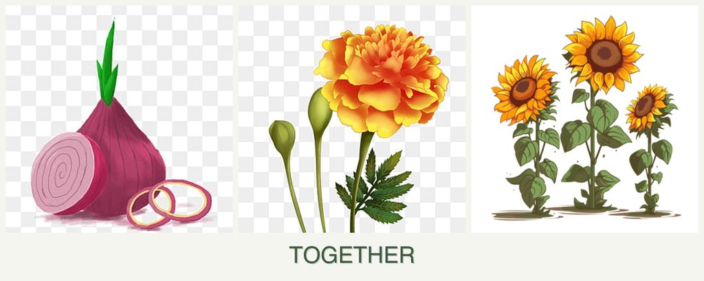 Can you plant onions, marigolds and sunflowers together?
