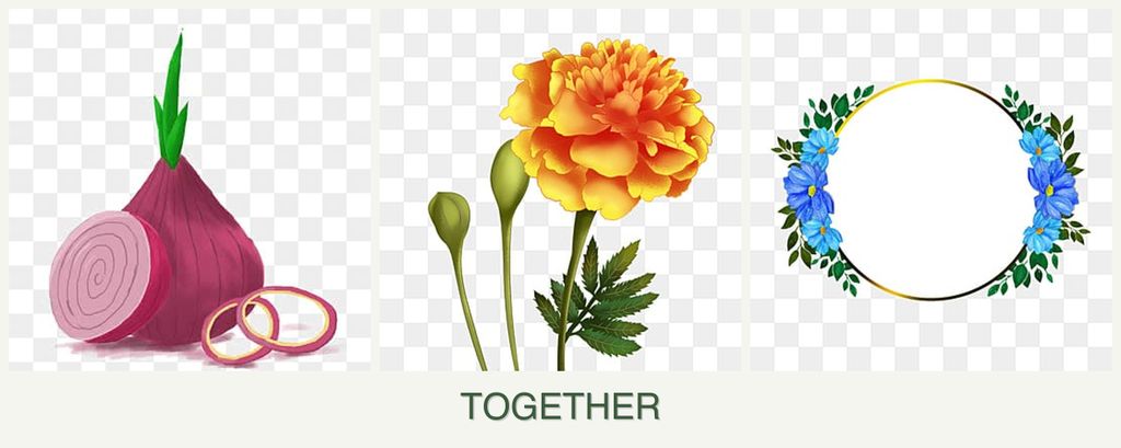 Can you plant onions, marigolds and zinnias together?