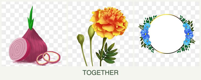 Can you plant onions, marigolds and zinnias together?
