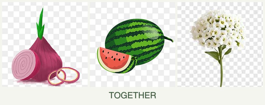 Can you plant onions, melons and alyssum together?