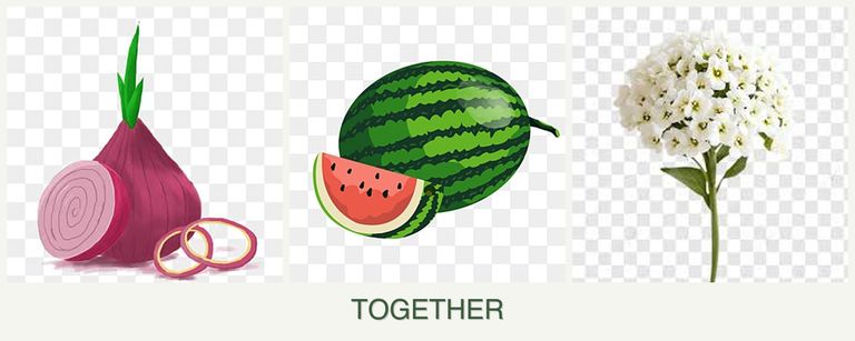 Can you plant onions, melons and alyssum together?