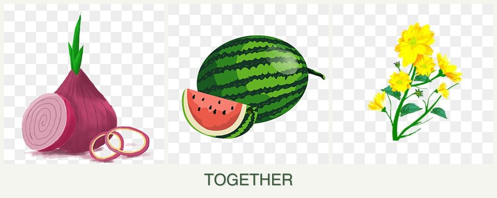 Can you plant onions, melons and calendula together?