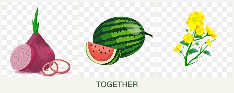 Can you plant onions, melons and calendula together?