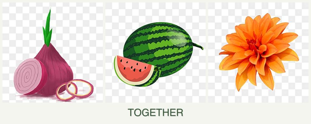 Can you plant onions, melons and dahlias together?