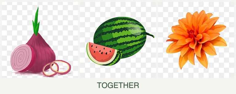 Can you plant onions, melons and dahlias together?