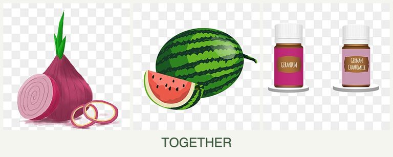 Can you plant onions, melons and geraniums together?