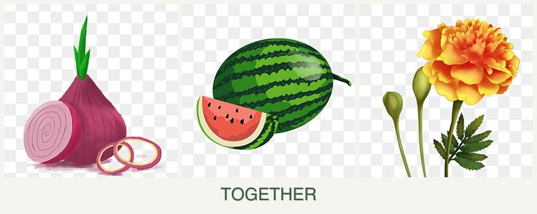 Can you plant onions, melons and marigolds together?