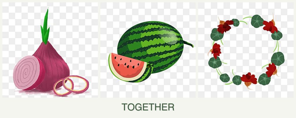 Can you plant onions, melons and nasturtiums together?