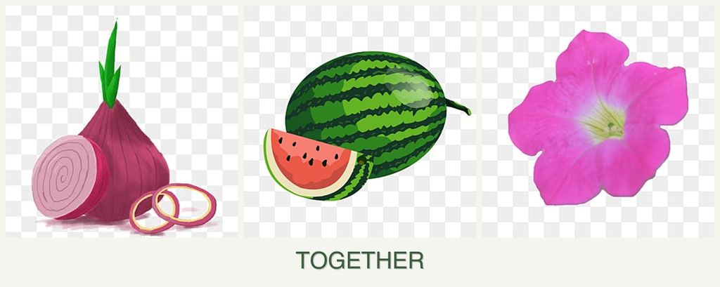 Can you plant onions, melons and petunias together?