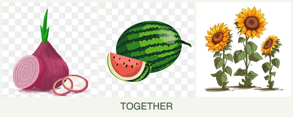 Can you plant onions, melons and sunflowers together?