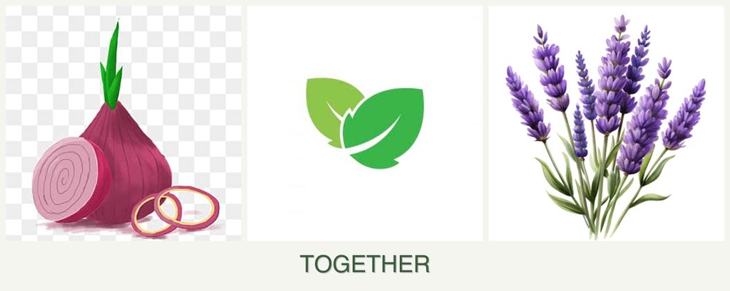 Can you plant onions, mint and lavender together?