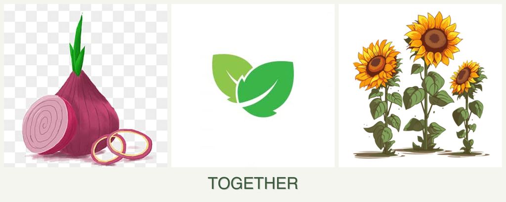 Can you plant onions, mint and sunflowers together?
