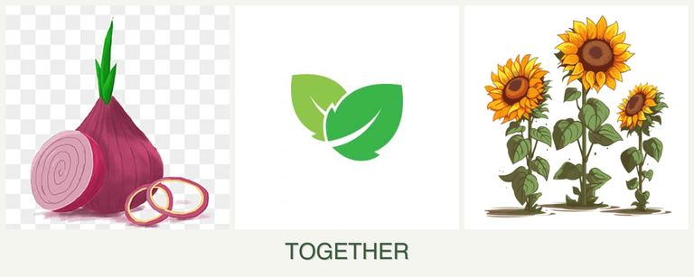 Can you plant onions, mint and sunflowers together?