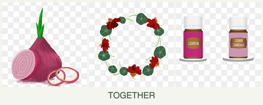 Can you plant onions, nasturtiums and geraniums together?