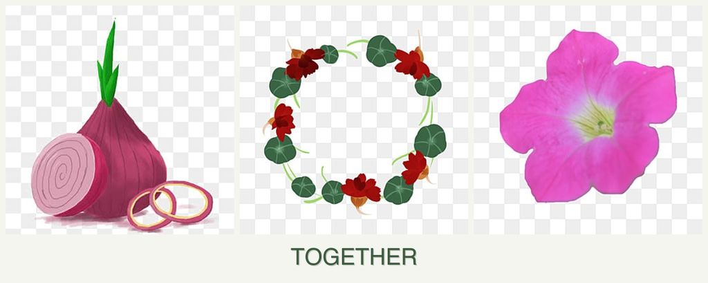 Can you plant onions, nasturtiums and petunias together?