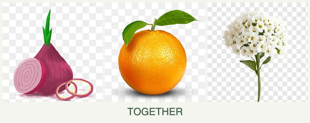 Can you plant onions, oranges and alyssum together?