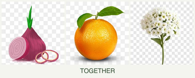 Can you plant onions, oranges and alyssum together?