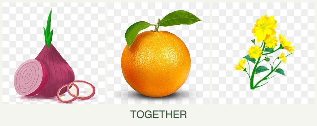 Can you plant onions, oranges and calendula together?