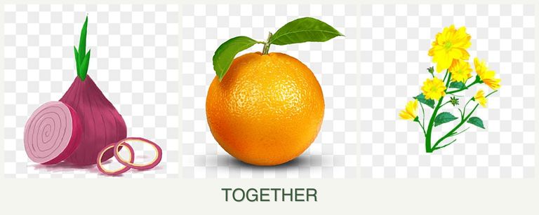 Can you plant onions, oranges and calendula together?
