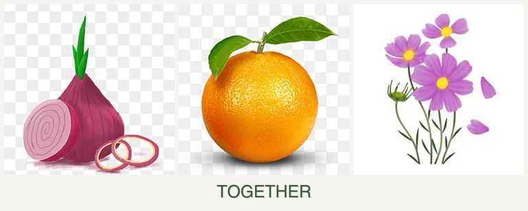 Can you plant onions, oranges and cosmos together?