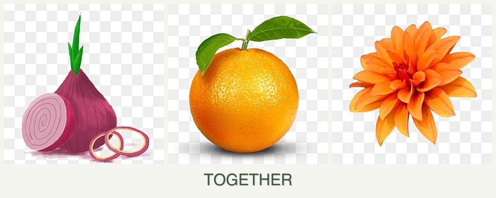 Can you plant onions, oranges and dahlias together?