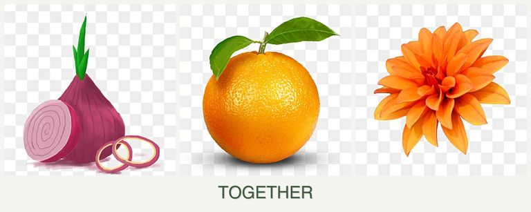 Can you plant onions, oranges and dahlias together?