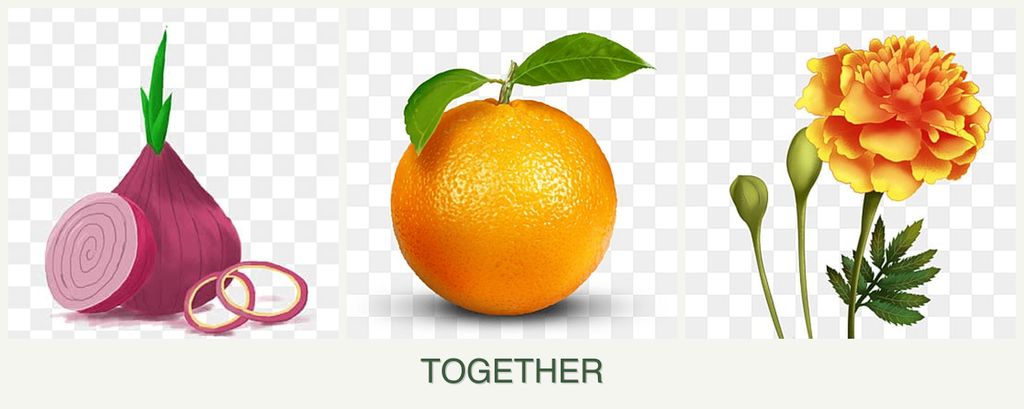 Can you plant onions, oranges and marigolds together?