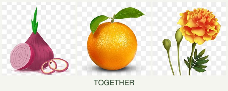 Can you plant onions, oranges and marigolds together?
