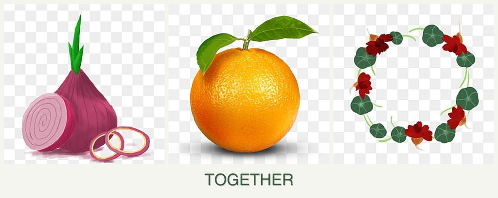 Can you plant onions, oranges and nasturtiums together?