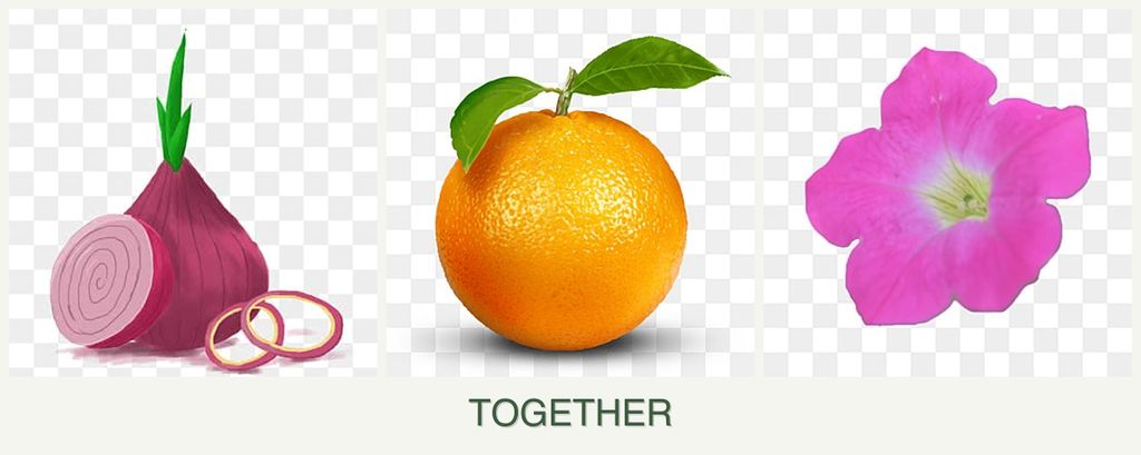 Can you plant onions, oranges and petunias together?