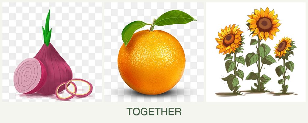 Can you plant onions, oranges and sunflowers together?