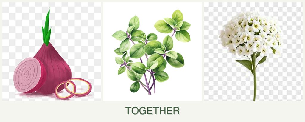 Can you plant onions, oregano and alyssum together?