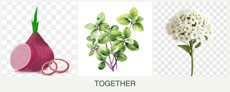 Can you plant onions, oregano and alyssum together?
