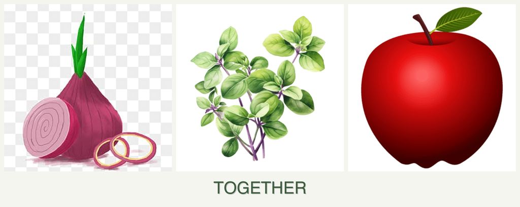 Can you plant onions, oregano and apples together?