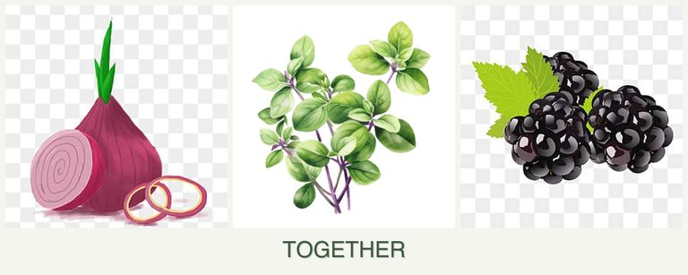 Can you plant onions, oregano and blackberries together?
