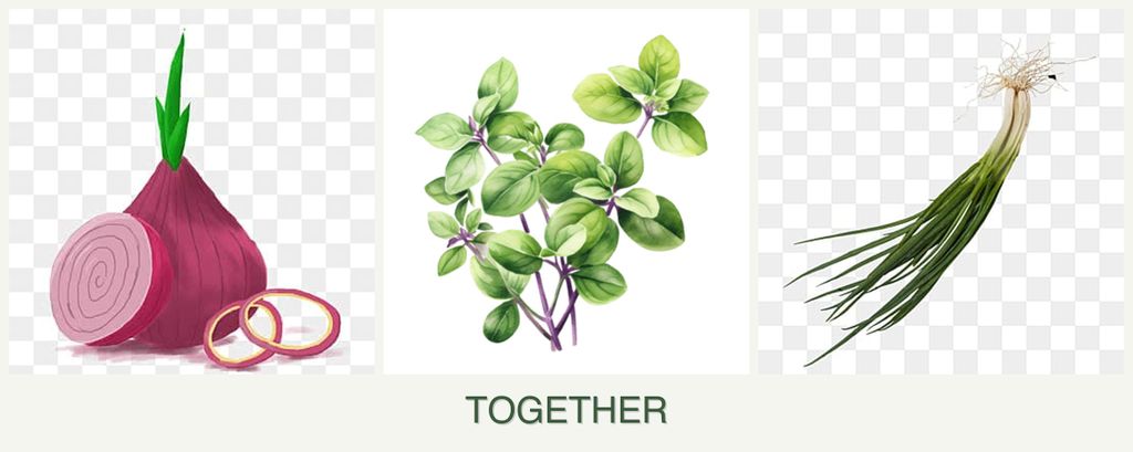 Can you plant onions, oregano and chives together?