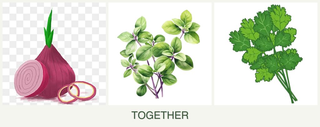 Can you plant onions, oregano and cilantro together?