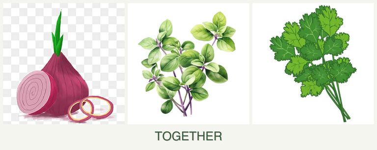 Can you plant onions, oregano and cilantro together?